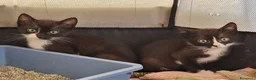 Meticcio gatti in regalo: 3 mesi, nata in casa, mamma FIV FELV negativa  - Annuncio 12