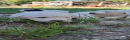 Meticcio cani in vendita: Cuccioli maremmano e pastore caucaso - Annuncio 4