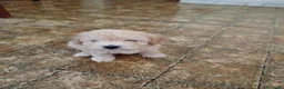 Barboncino Toy cani in vendita: Disponibile barboncina toy  - Annuncio 3