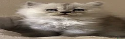 Persiano gatti in vendita: Gattini cuppioli persiano - Annuncio 6