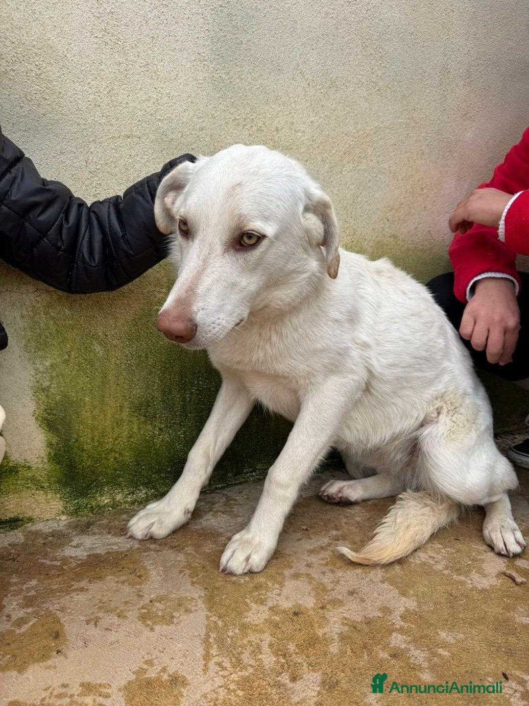 Meticcio cani in regalo: Chiara: 1 anno, socievole ed equilibrata - Annuncio 22