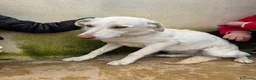Meticcio cani in regalo: Chiara: giovane, socievole ed equilibrata - Annuncio 30