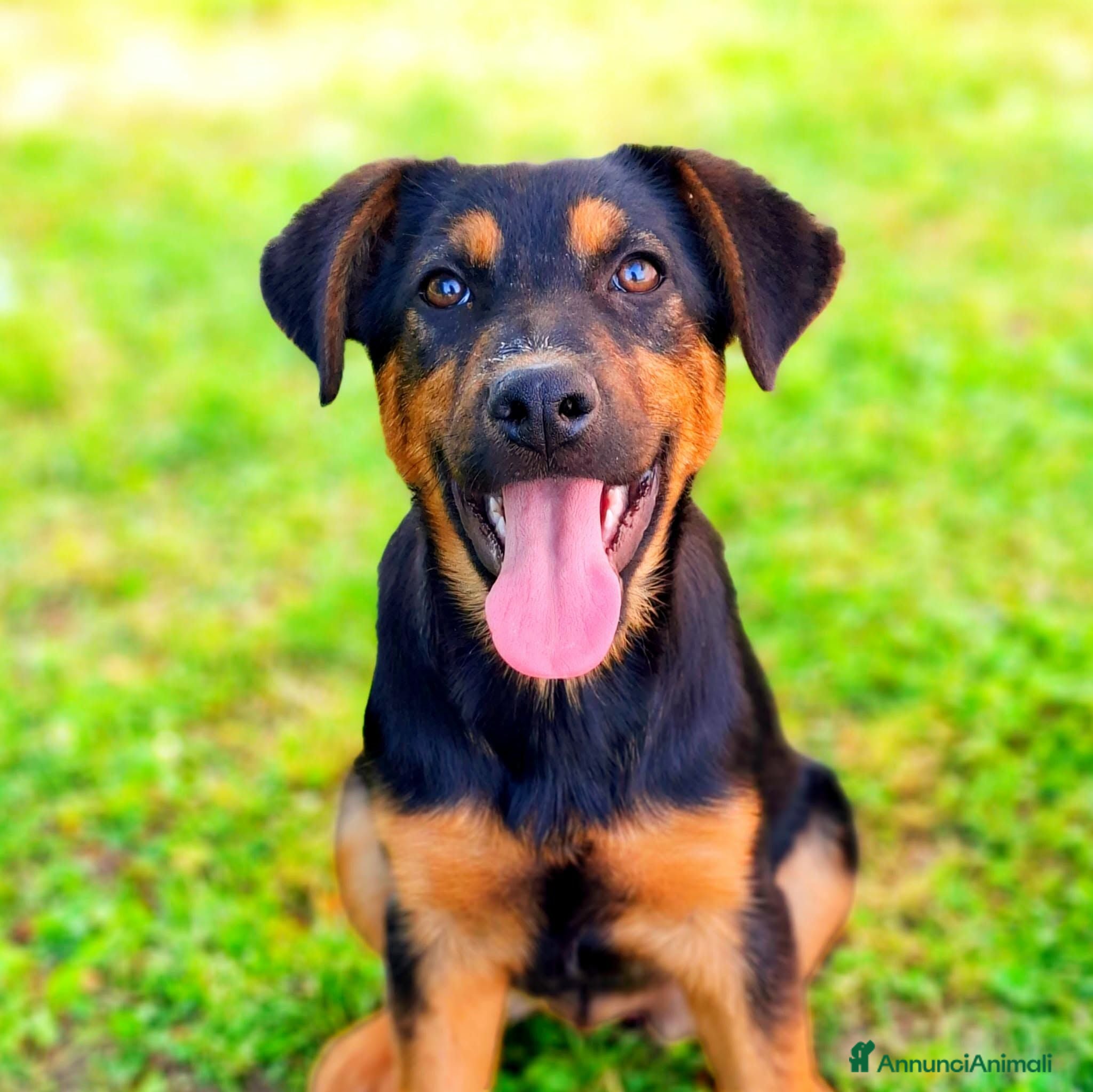 Meticcio cani DAISY & DELILAH, sorelline in cerca d'amore! - Annuncio 20