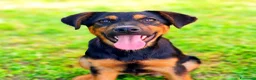 Meticcio cani in regalo: DAISY & DELILAH, sorelline in cerca d'amore! - Annuncio 1