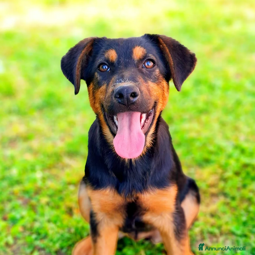 Meticcio cani in regalo: DAISY & DELILAH, sorelline in cerca d'amore! - Annuncio 1
