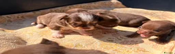 Chihuahua cani in vendita: Chihuahua  - Annuncio 3