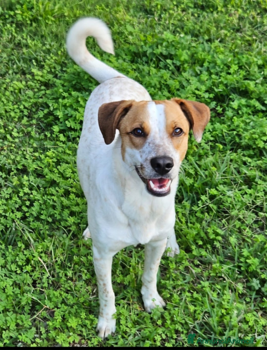 Meticcio cani in regalo: MIELE ASPETTA UNA MAMMA  - Annuncio 2