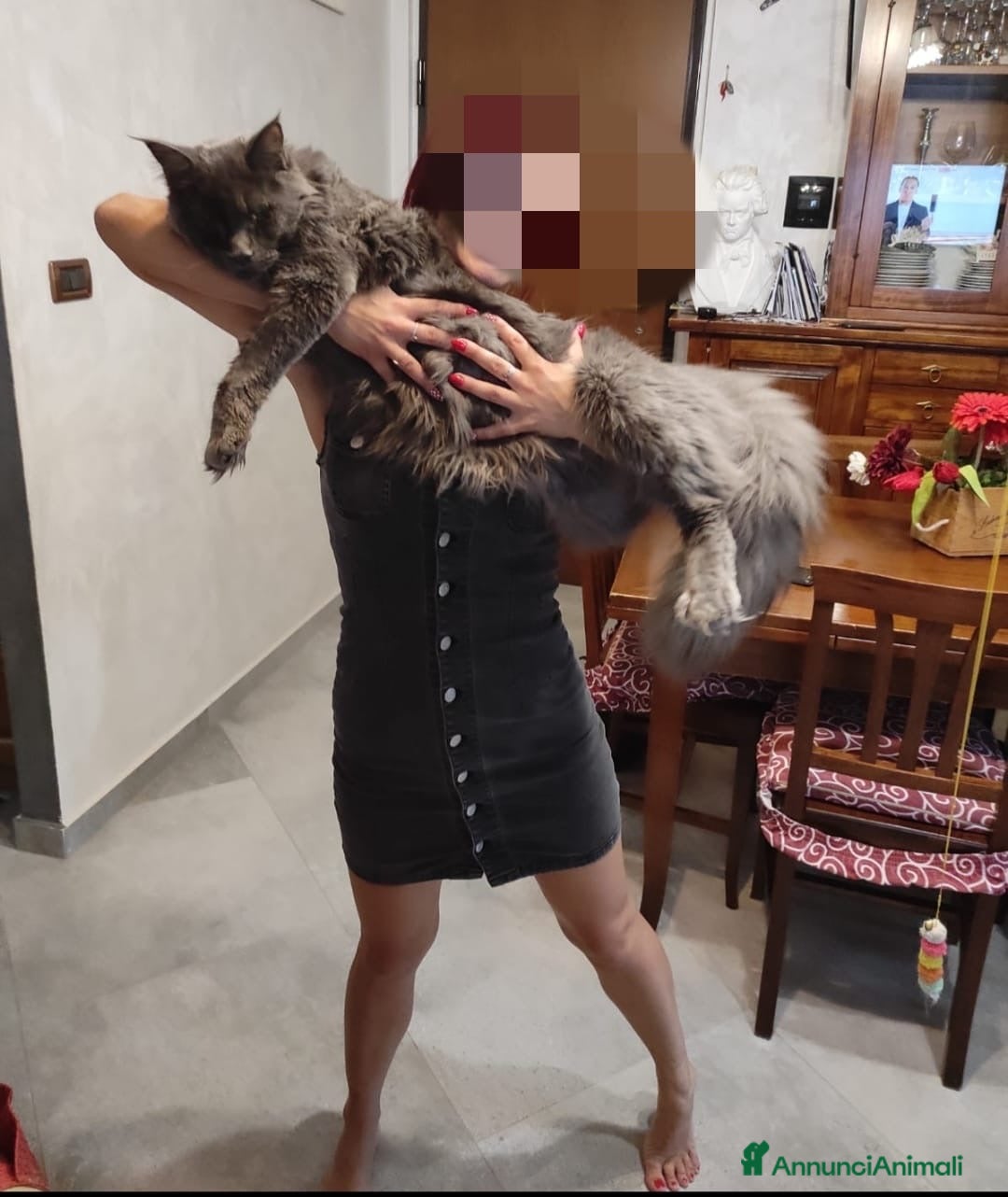 Maine Coon gatti in vendita: Cuccioli mainecoon - Annuncio 7