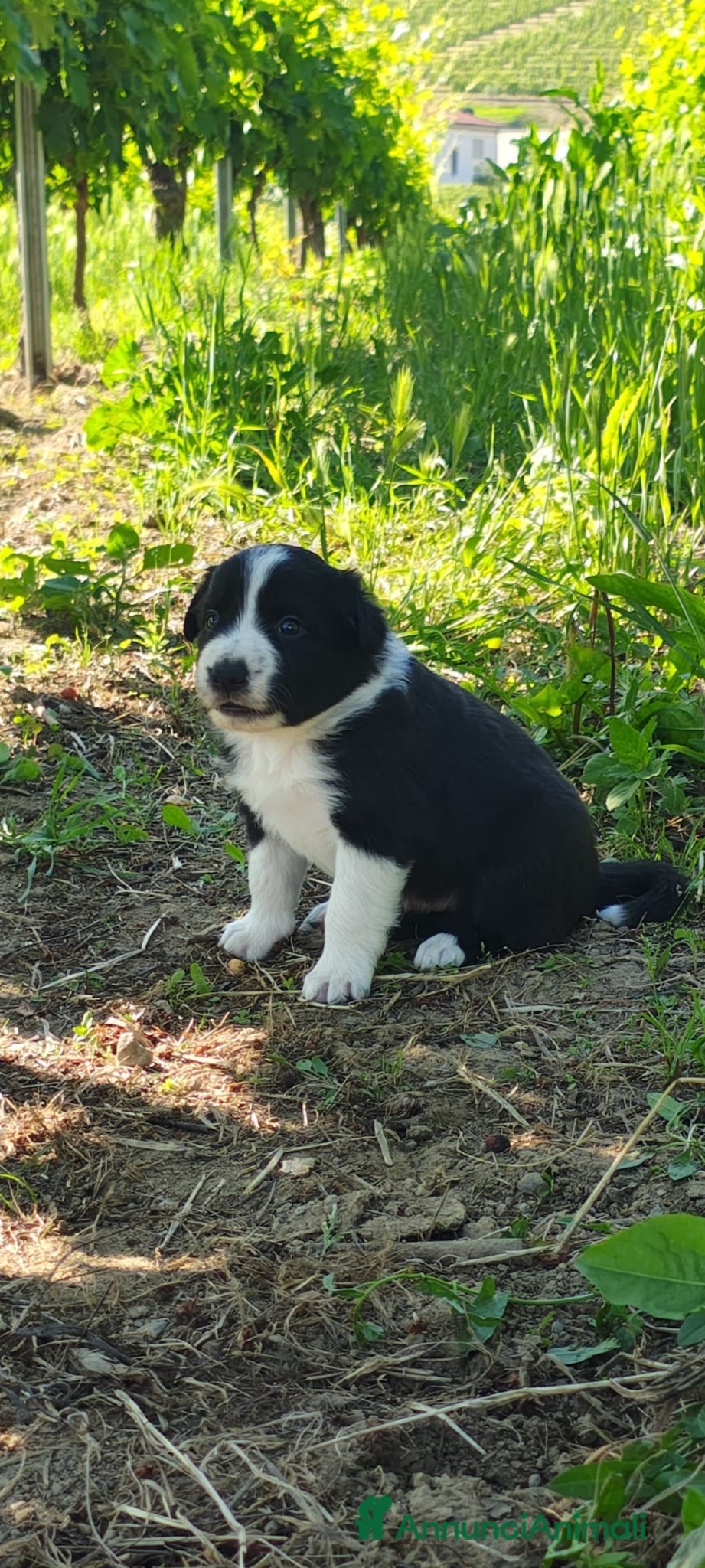 Border Collie cani CUCCIOLI DI BORDER COLLIE ALTA GENEALOGIA - Annuncio 1
