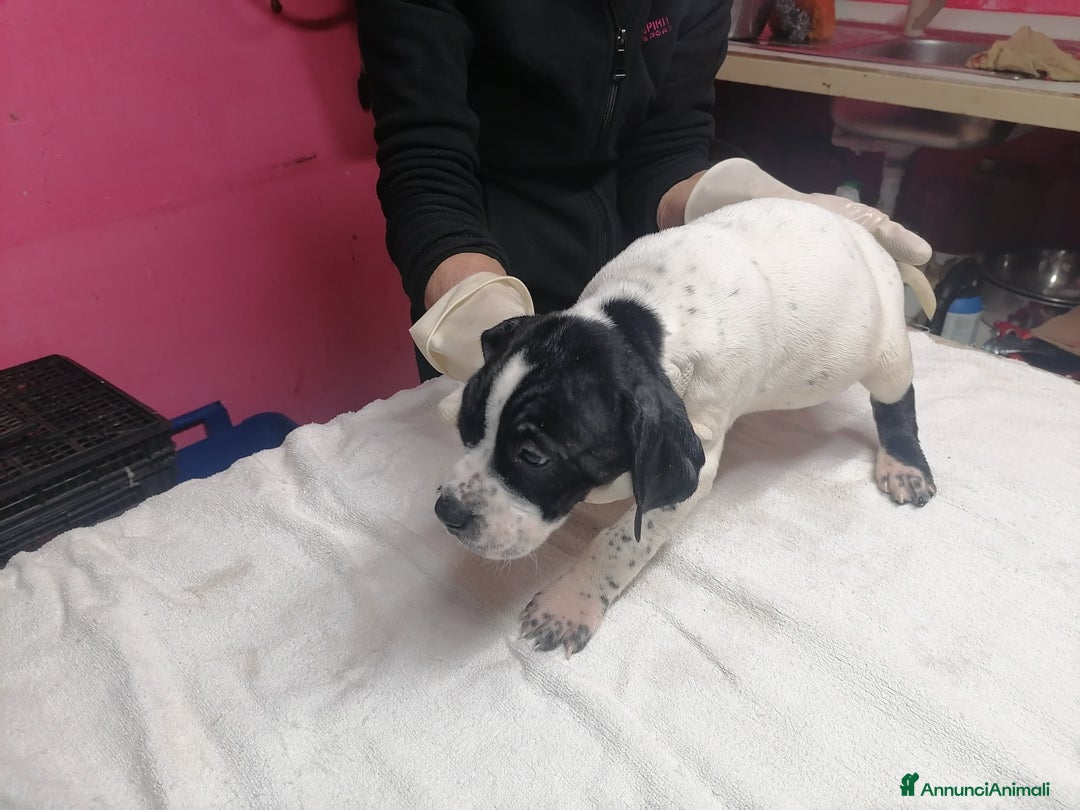 Pointer cani in vendita: POINTER INGLESE - Annuncio 5