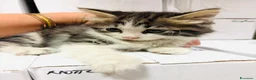Europeo gatti in regalo: Gattini 2 mesi femmina e maschi - Annuncio 3