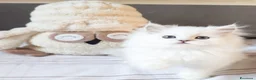 Persiano gatti in vendita: Cuccioli persiani Chinchillà  - Annuncio 4