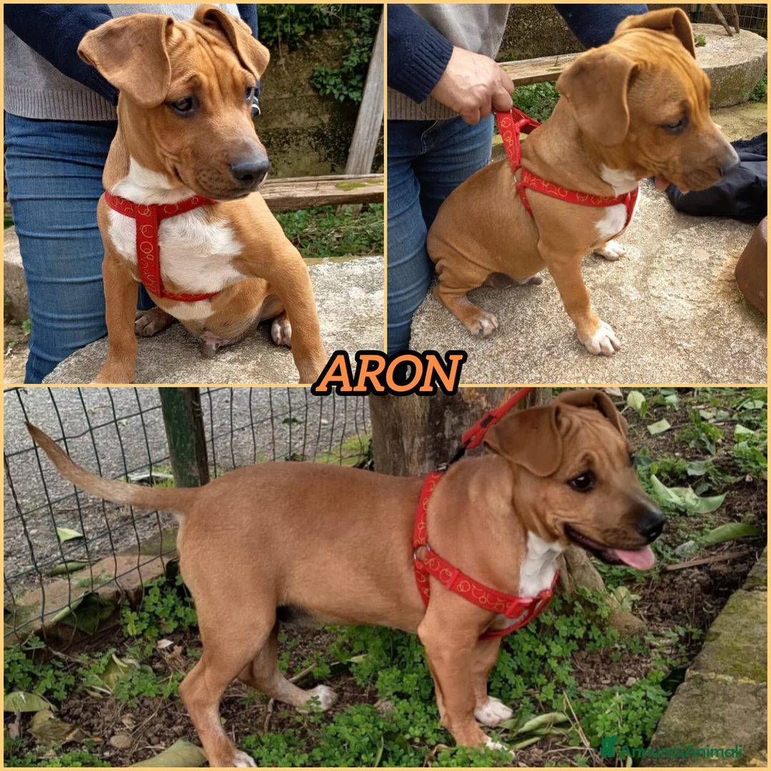 Meticcio cani in regalo: UNA MAMMA PER ARON  - Annuncio 2