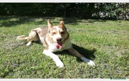 Border Collie cani per accoppiamento: BORDER COLLIE MASCHIO RED MERLE OFFRESI  a Provincia di Forlì-Cesena - Immagine 1