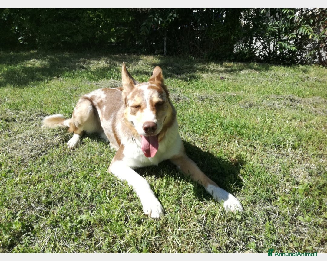 Border Collie cani per accoppiamento: BORDER COLLIE MASCHIO RED MERLE OFFRESI  a Provincia di Forlì-Cesena - Immagine 1