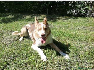 Border Collie cani BORDER COLLIE MASCHIO RED MERLE OFFRESI a Provincia di Forlì-Cesena - Annuncio 1