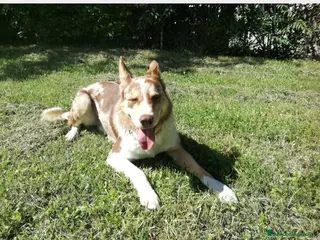 Border Collie cani BORDER COLLIE MASCHIO RED MERLE OFFRESI a Provincia di Forlì-Cesena - Annuncio 13