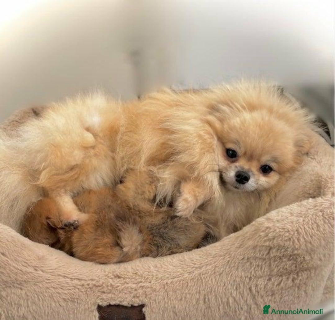 Volpino Pomerania cani in vendita: Cuccioli di Pomerania!  - Annuncio 19