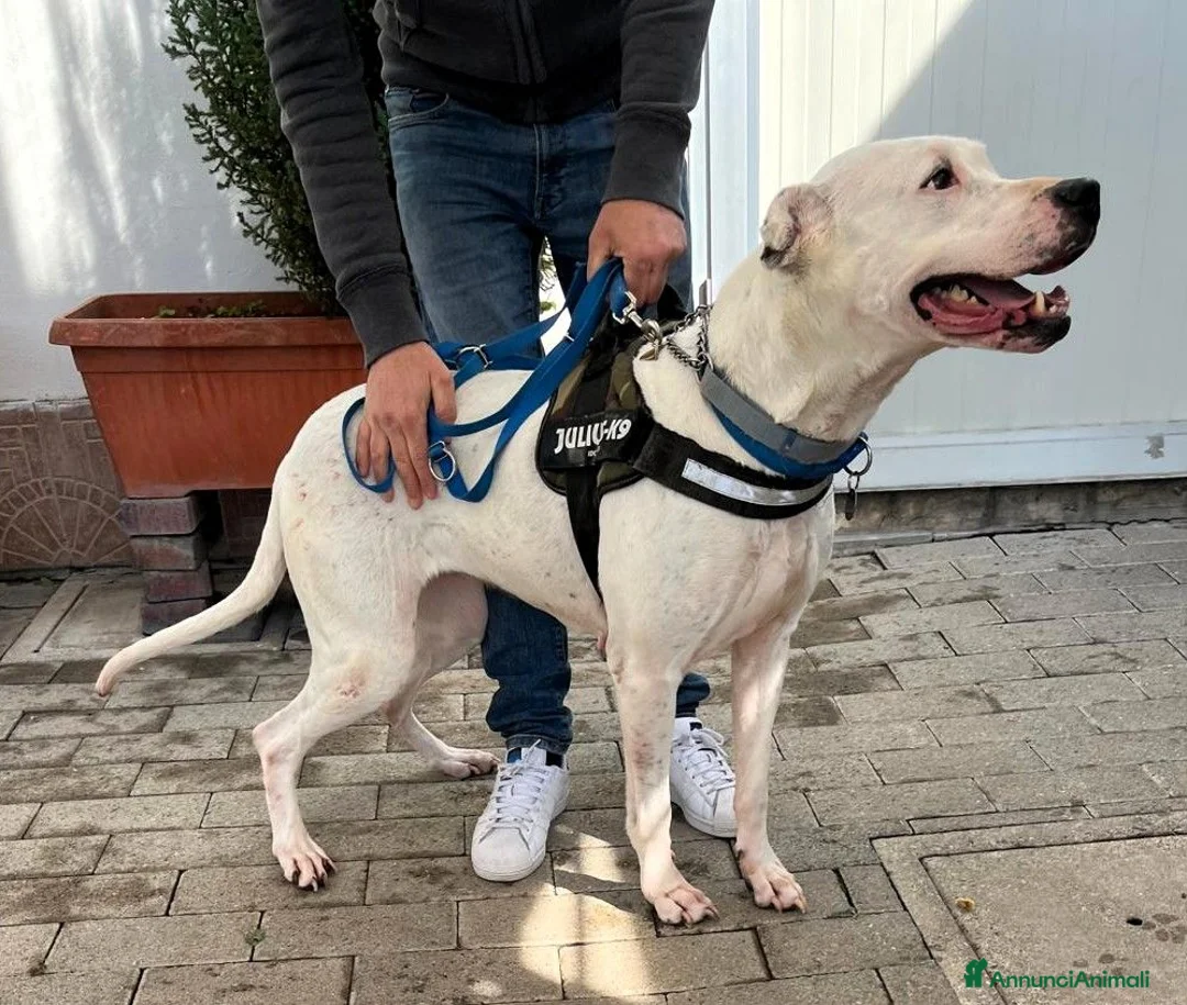 Meticcio cani in regalo: LOLA DOGO ARGENTINO - Annuncio 2
