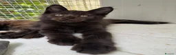 Maine Coon gatti in vendita: Maschietto nero di maine coon (Black Velvet) - Annuncio 12
