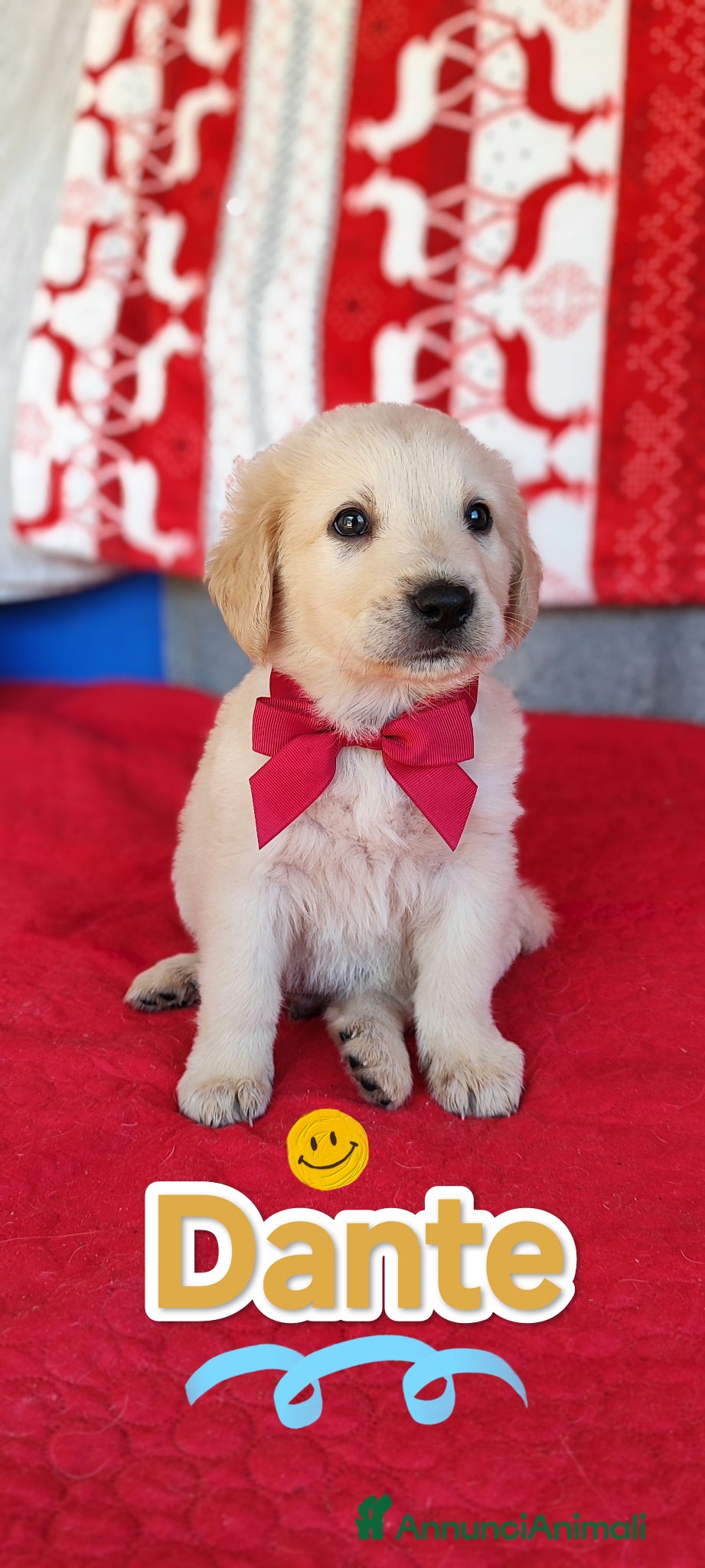 Meticcio cani Tantissimi cuccioli abbandonati cercano adozione - Annuncio 1