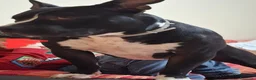 American Bully cani in regalo: American Bully 3anni,a sua assurda e triste storia - Annuncio 2