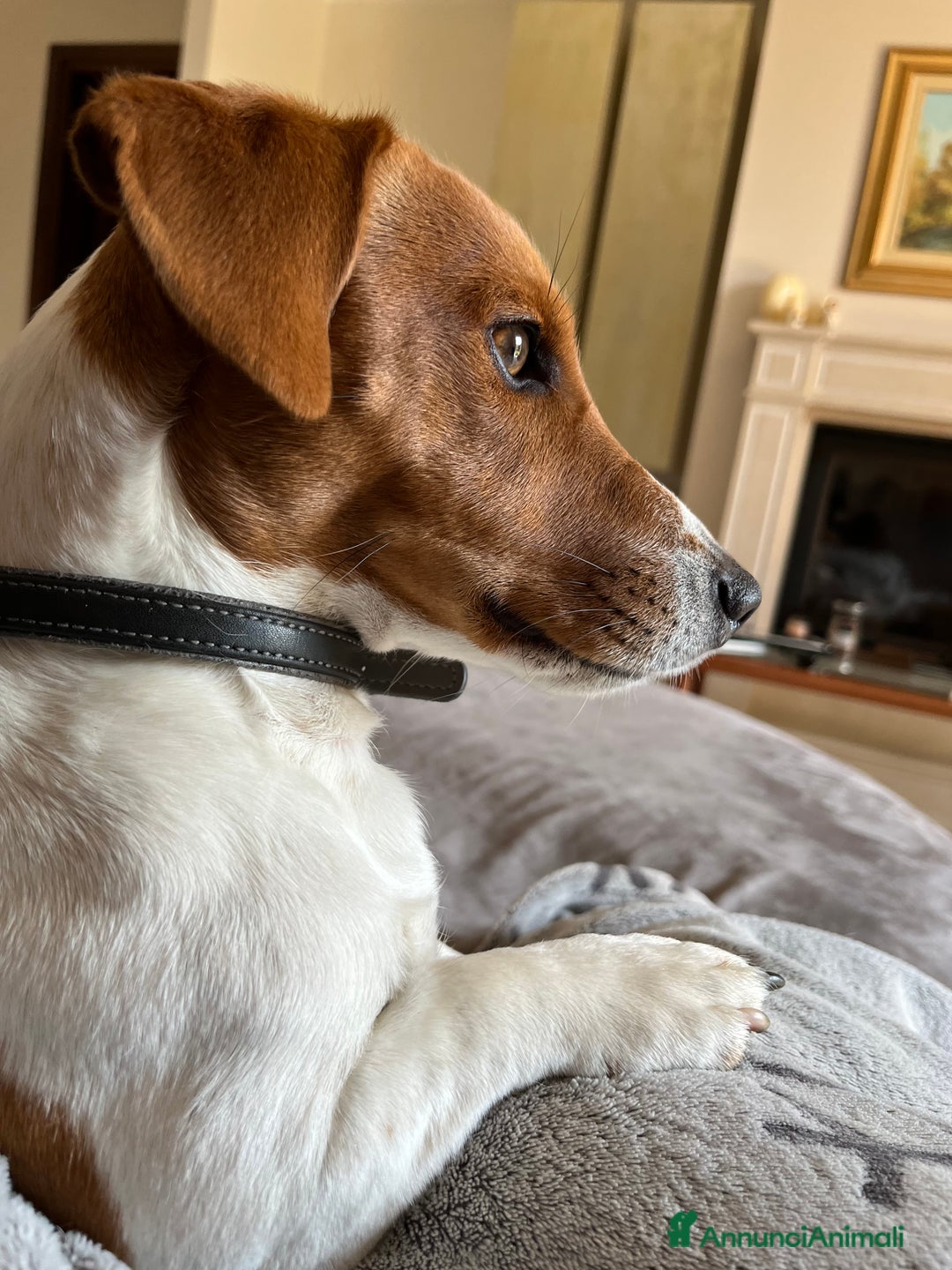 Jack Russell cani per accoppiamento: Jack Russell disponibile per monta  a Provincia di Brescia - Immagine 2