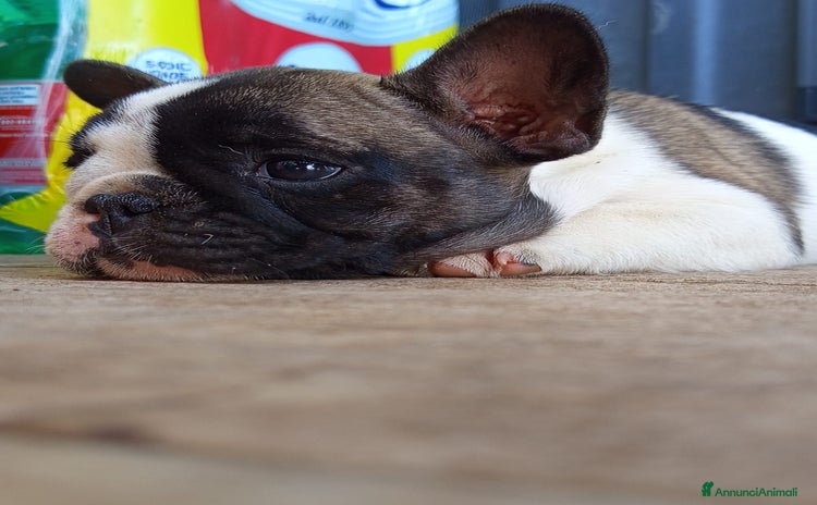 Bulldog Francese cani a Città metropolitana di Roma Capitale - Annuncio 8