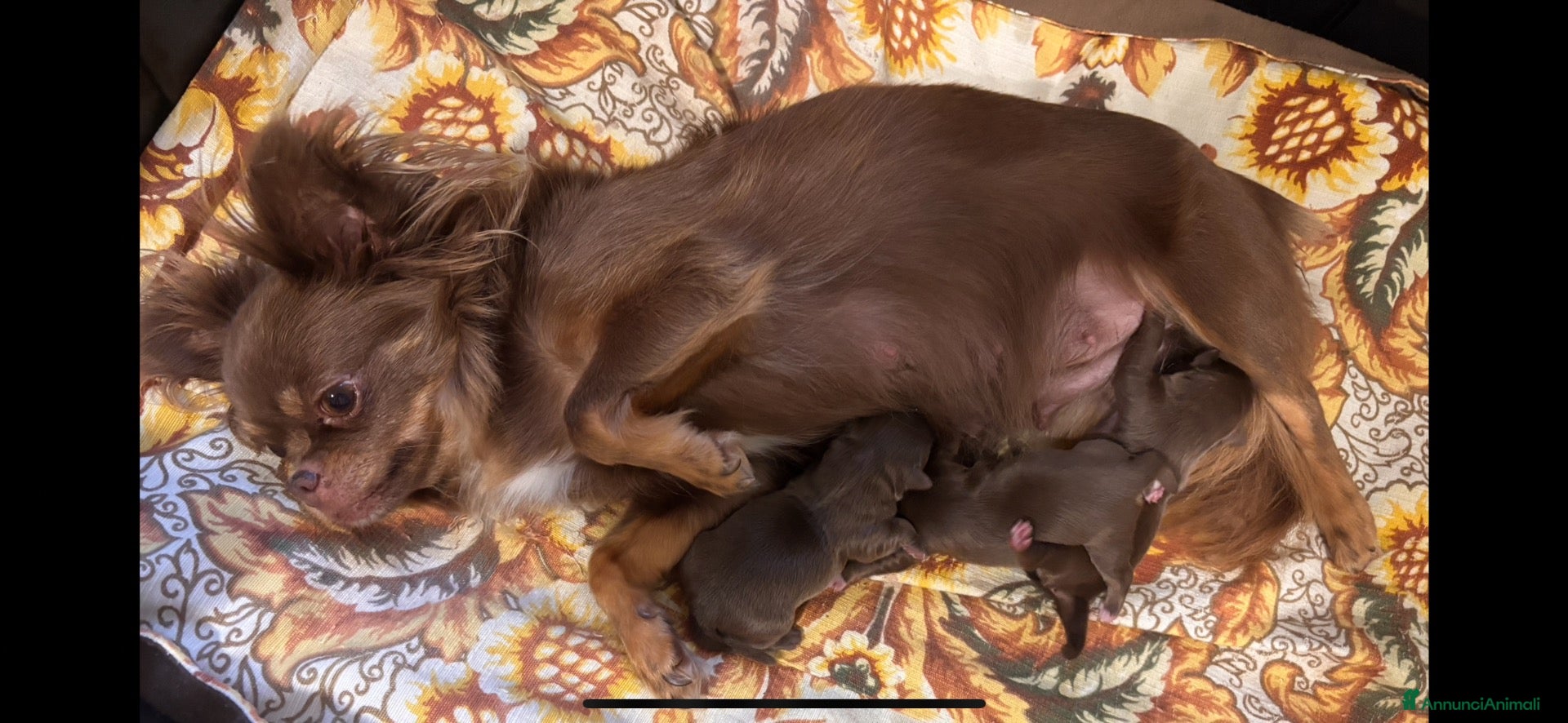 Chihuahua cani Cuccioli di chihuahua con pedigree - Annuncio 4