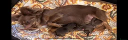 Chihuahua cani in vendita: Cuccioli di chihuahua con pedigree - Annuncio 1