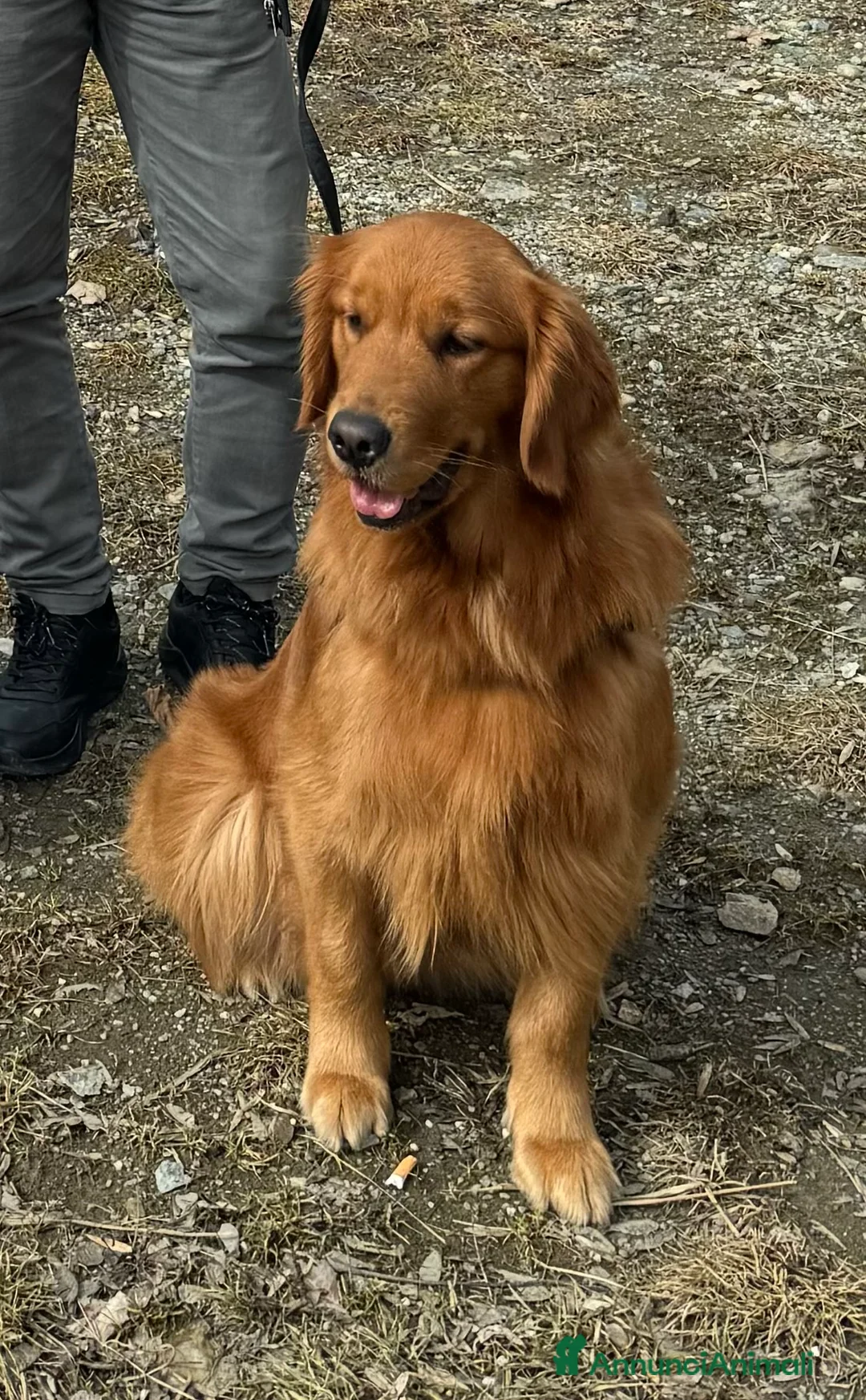 Golden Retriever cani in vendita: Disponibili ultimi cuccioli di Golden Retrieve  - Annuncio 1