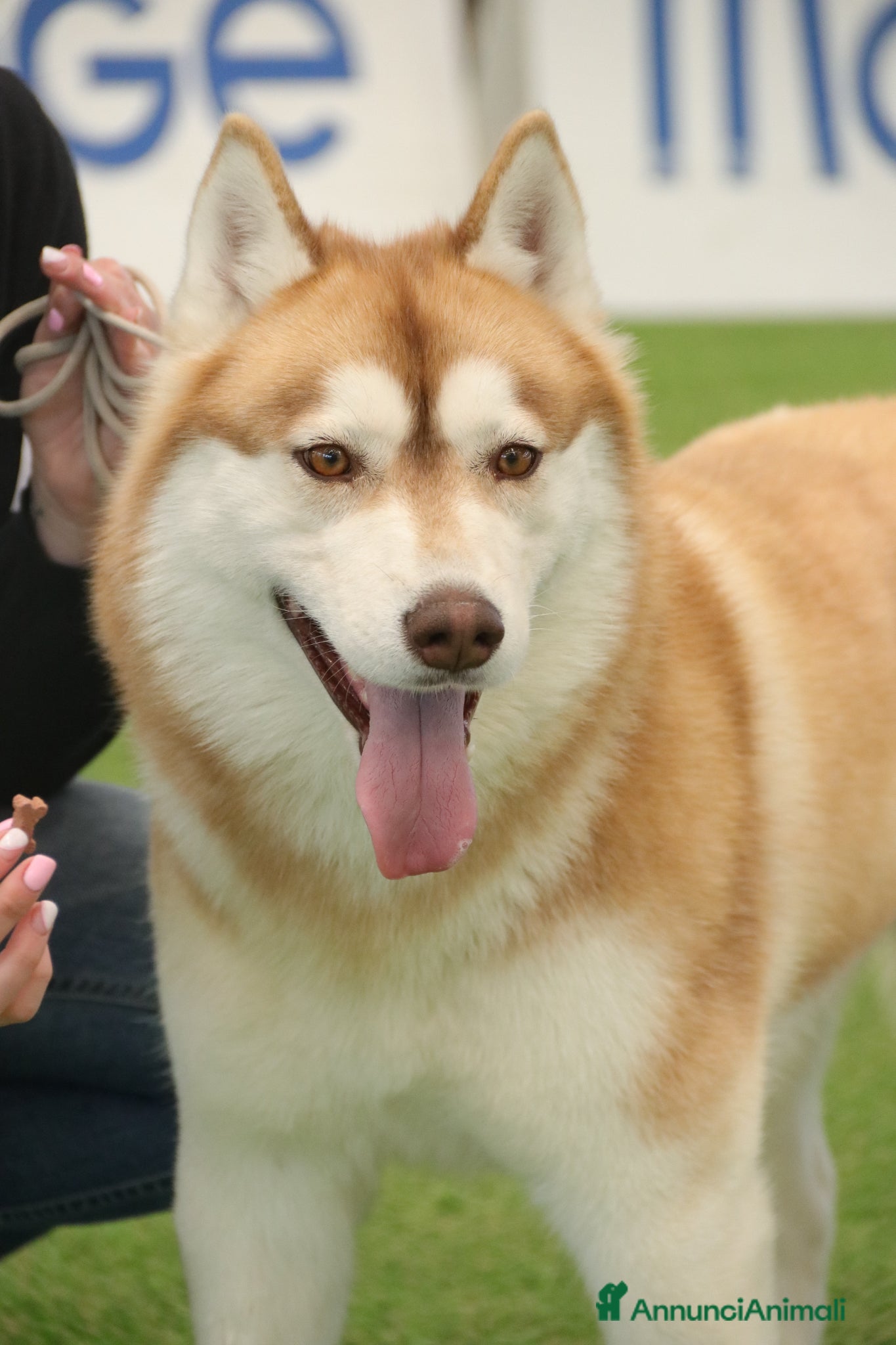 Husky cani Ultimi due cuccioli di Siberian Husky con pedigree - Annuncio 1