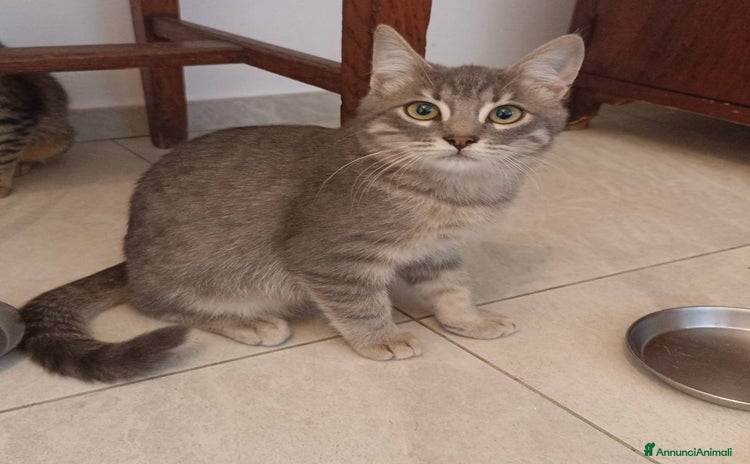 Certosino gatti - Annuncio 20