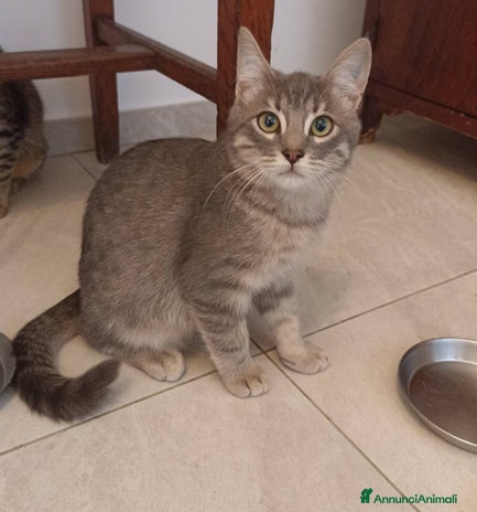 Certosino gatti - Annuncio 6