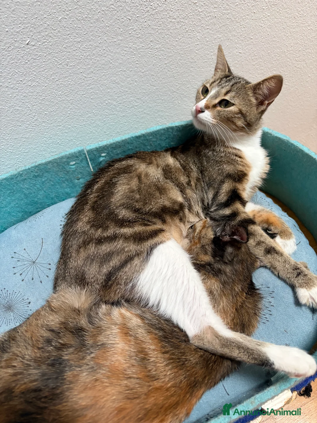 Europeo gatti in regalo: Tre stupendi fratellini  a Provincia di Verona - Annuncio 2