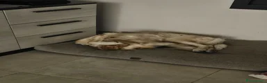 Golden Retriever 7
