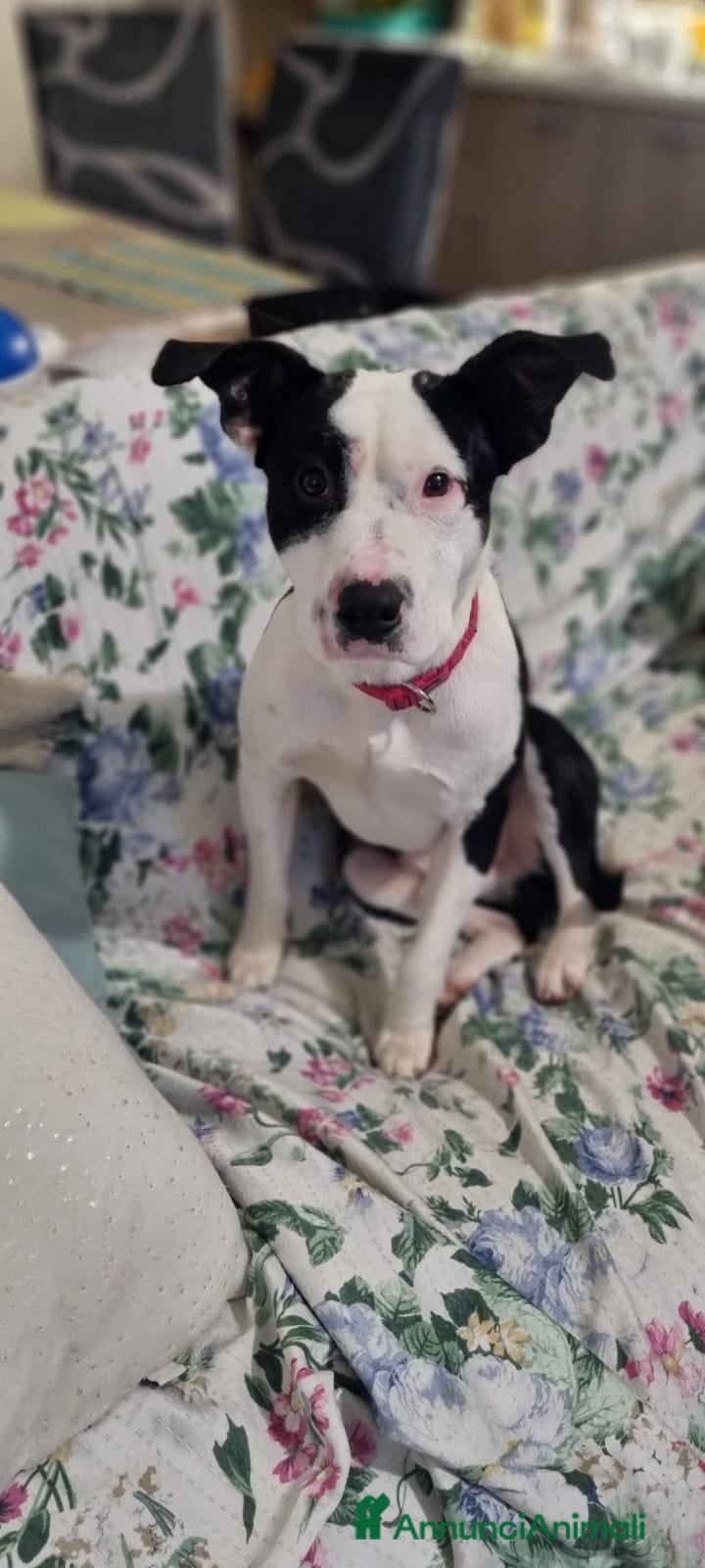 Meticcio cani JACK CUCCIOLO MIX AMSTAFF  - Annuncio 1