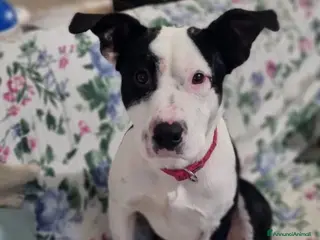 Meticcio cani JACK CUCCIOLO MIX AMSTAFF - Annuncio 4