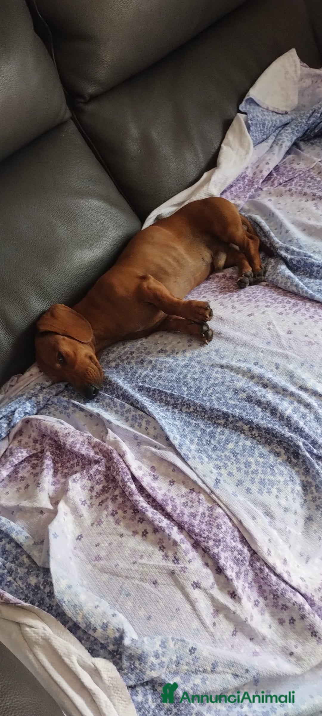 Bassotto cani in vendita: Cedo dietro rimborso bassotto - Annuncio 2