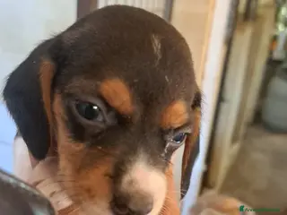 Beagle cani cuccioli beagle disponibili subito - Annuncio 13