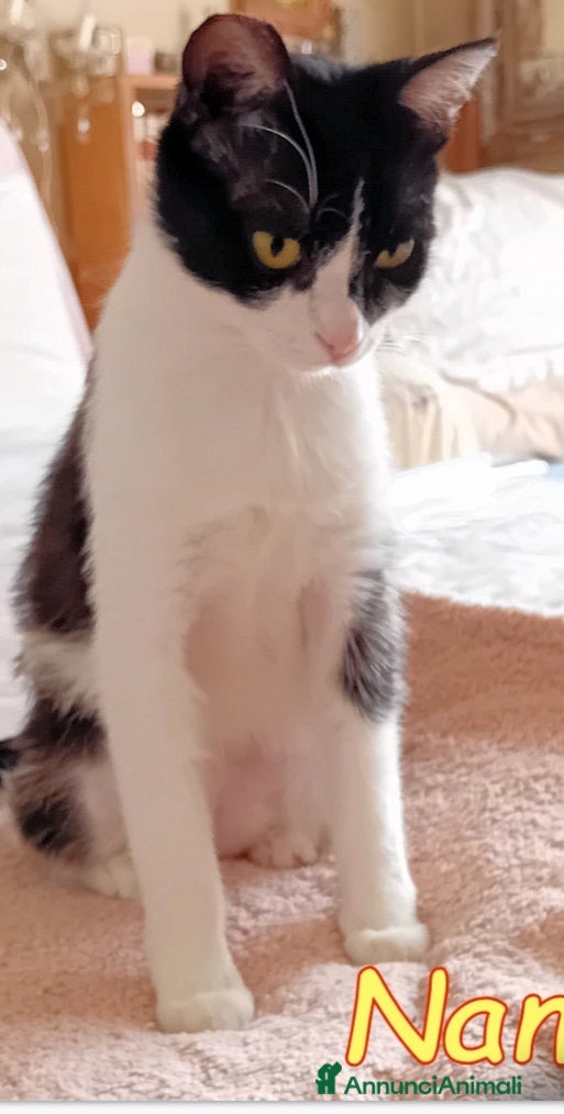 Europeo gatti Micia 10mesi dolcissima aspetta 1adozione.ROMA a Città metropolitana di Milano - Annuncio 39