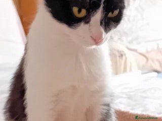 Europeo gatti Micia 10mesi dolcissima aspetta 1adozione.ROMA a Città metropolitana di Milano - Annuncio 4