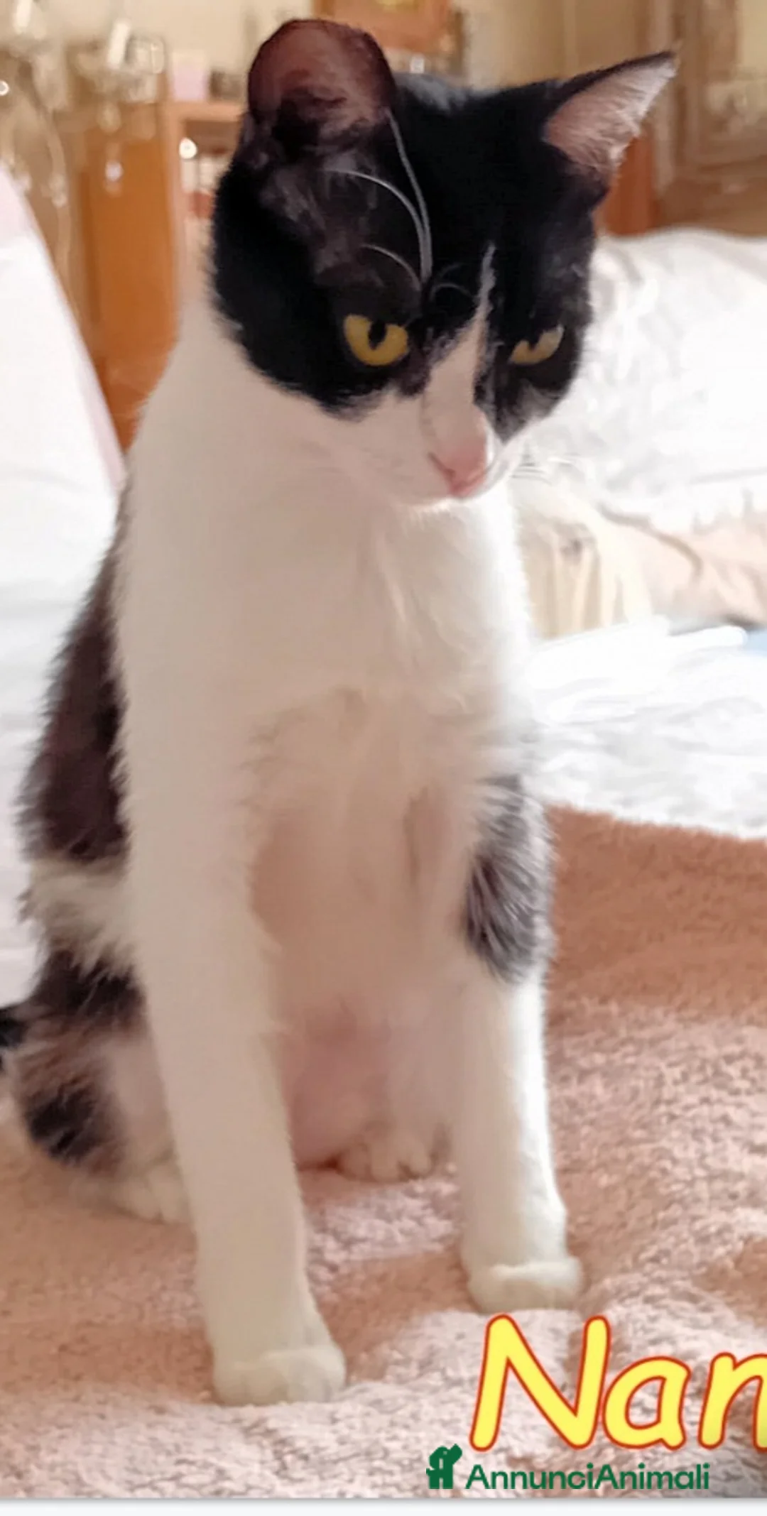 Europeo gatti in regalo: Micia 10mesi dolcissima aspetta 1adozione.ROMA a Città metropolitana di Milano - Annuncio 1