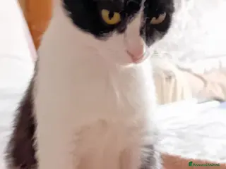 Europeo gatti Micia 10mesi dolcissima aspetta 1adozione.ROMA - Annuncio 38