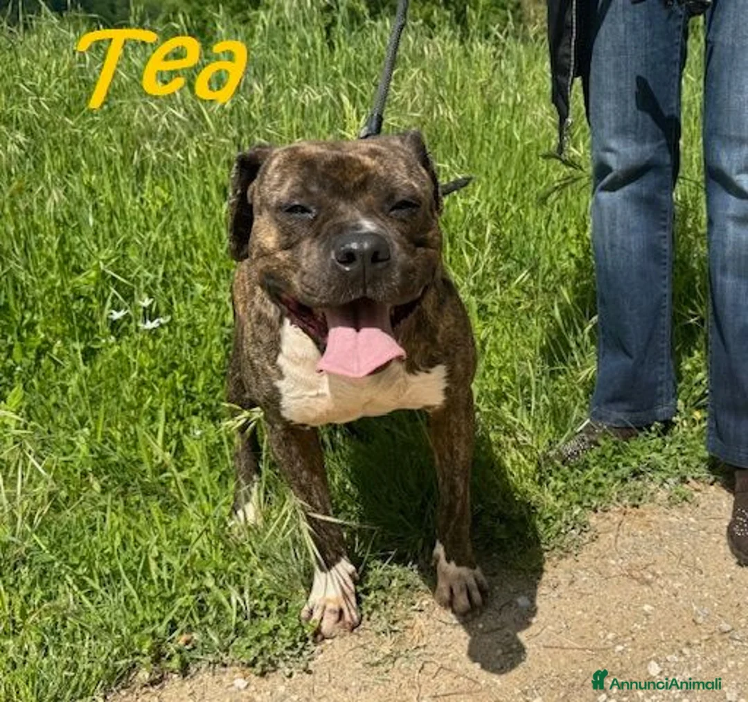 Pitbull cani in regalo: TEA un amore , buona a Provincia di Lucca - Annuncio 5