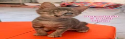 Altre razze gatti in regalo: MICINI, URGENTE: TEMPO SCADUTO  a Provincia di Arezzo - Annuncio 7