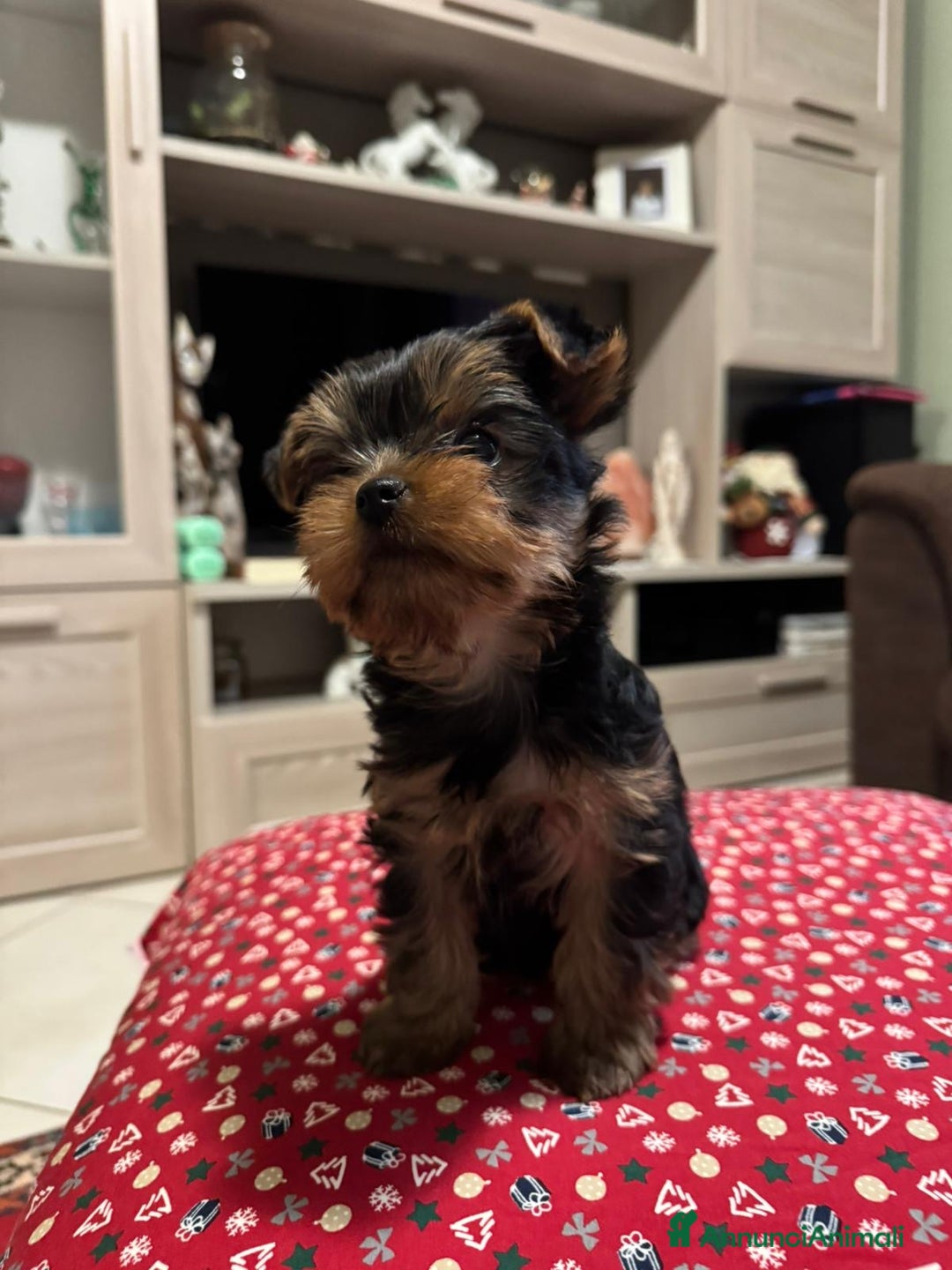 Yorkshire cani in vendita: Yorkshire con pedigree  - Annuncio 3