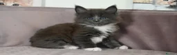 Maine Coon gatti in vendita: 🏆 Top Cuccioli MCO ❤️ - Annuncio 8