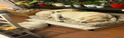 Labrador cani in regalo: Regali 2 Labrador  a Provincia di Pordenone - Annuncio 11