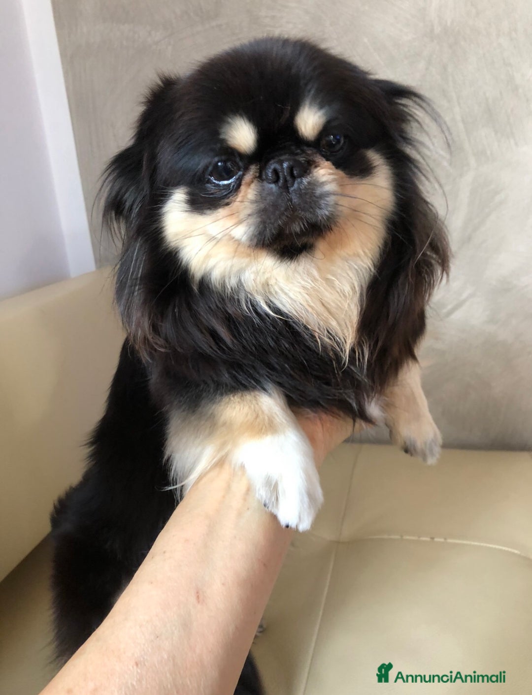Chihuahua cani in vendita: Chihuahua adulta a Provincia di Brescia - Immagine 3